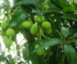 হাড়িভাঙ্গা আম