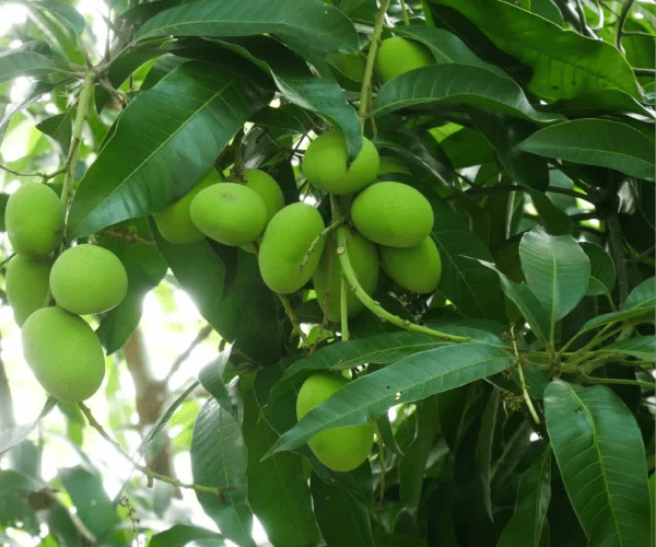 হাড়িভাঙ্গা আম